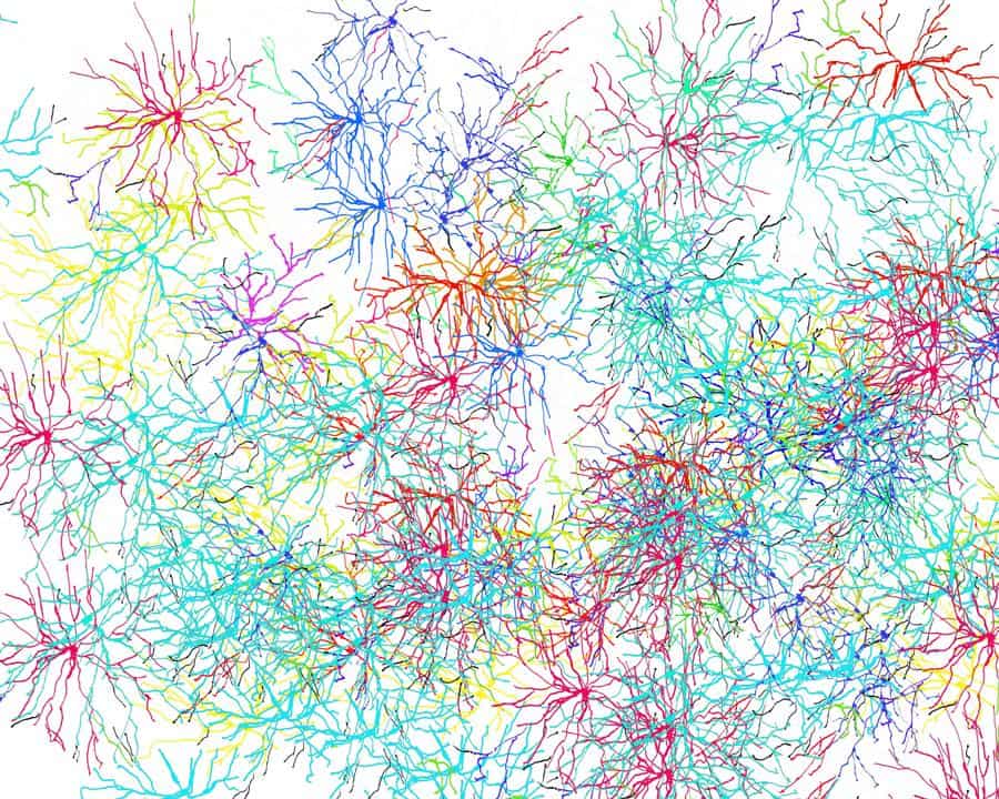 Gehirnzellen Zeichnung